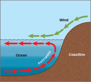 Arrows in the illustration indicate that the prevailing wind direction is from the coastline toward the open ocean. The wind pushes the surface water away from shore, inducing a current in this direction. A counter-current flows from the depths toward shore, where it meets the surface current. The counter-current brings nutrients from the depths up toward the surface near the shoreline.