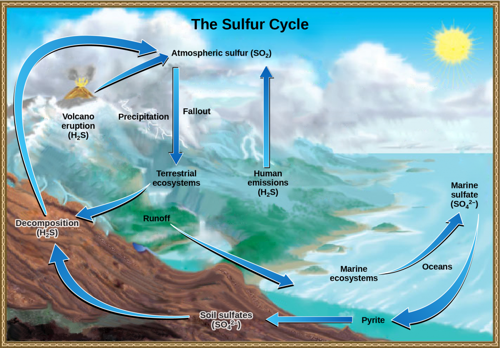 This illustration shows the sulfur cycle. Sulfur enters the atmosphere as sulfur dioxide, or upper S upper O 2, via human emissions, decomposition of upper H 2 upper S, and volcanic eruptions. Precipitation and fallout from the atmosphere return sulfur to the Earth, where it enters terrestrial ecosystems. Sulfur enters the oceans via runoff, where it becomes incorporated in marine ecosystems. Some marine sulfur becomes pyrite, which is trapped in sediment. If upwelling occurs, the pyrite enters the soil and is converted to soil sulfates.