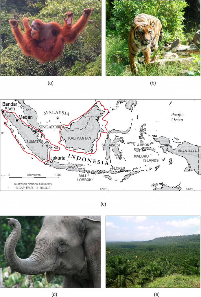 Photo A shows an orangutan hanging from a wire in a lush rainforest filled with many different kinds of vegetation. Photo B shows a tiger. Map C shows the islands of Borneo and Sumatra in the south Pacific, just northwest of Australia. Sumatra is in the country of Indonesia. Half of Borneo is in Indonesia, and half is in Malaysia. Photo D shows a gray elephant. Photo E shows rolling hills covered with homogenous short, bushy oil palm trees.