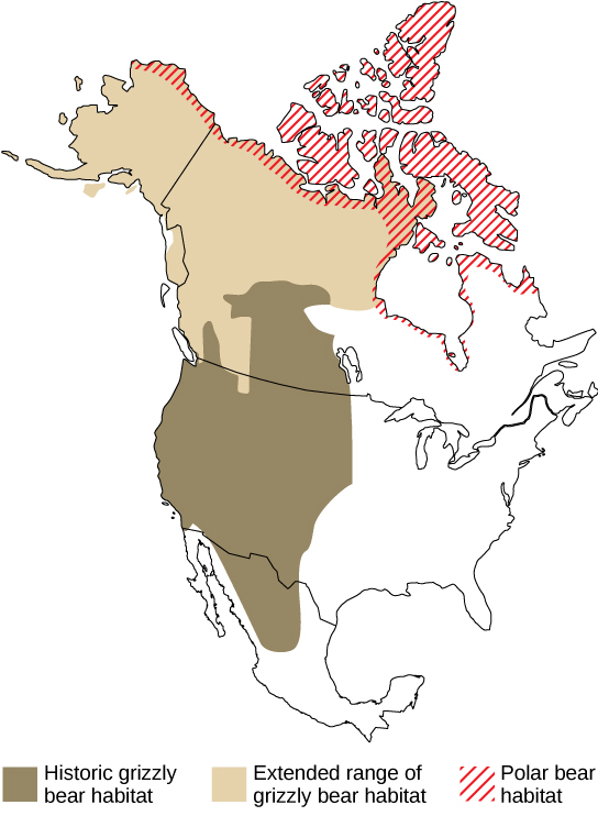 Map A compares the historic and current ranges of grizzly bears with the range of polar bears. Historically, grizzly bear habitat extended from Mexico through the western United States and into the mid-latitudes of Canada. But in recent years this range has expanded northward, to the northern tip of Canada and throughout Alaska. This range now overlaps with the polar bear range in the northern extremes of Alaska in Canada.