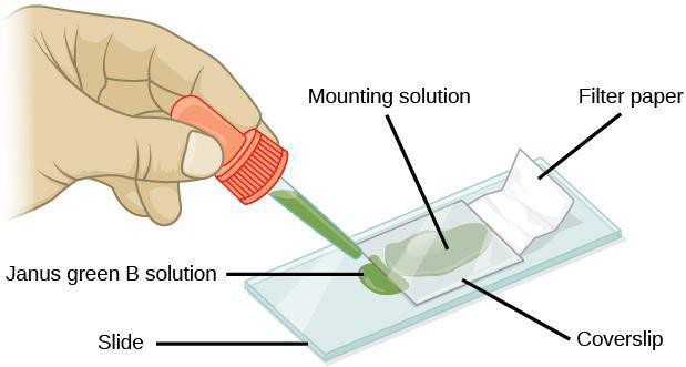 Illustration of a wet mount with a slide with mounting solution, covered by cover slip. On one side of the cover slip is filter paper and on the other side is a drop of Janus green B solution.