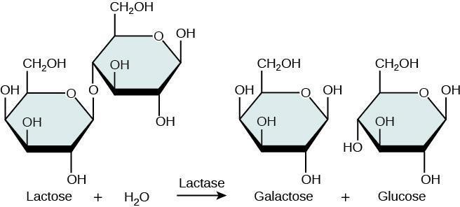 Lactose is a disaccharide formed by a glucose and galactose molecule- two monosaccharides- after the hydrolysis reaction where lactose is broken down the monosaccharides are given as a product.
