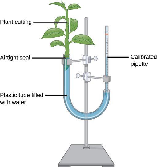 A potometer assembled with a plant cutting attached to one end of a u-shaped tube with an airtight seal on the end with the cutting and a calibrated pipette on the other end. The U-shaped tube is made of plastic and filled with water.