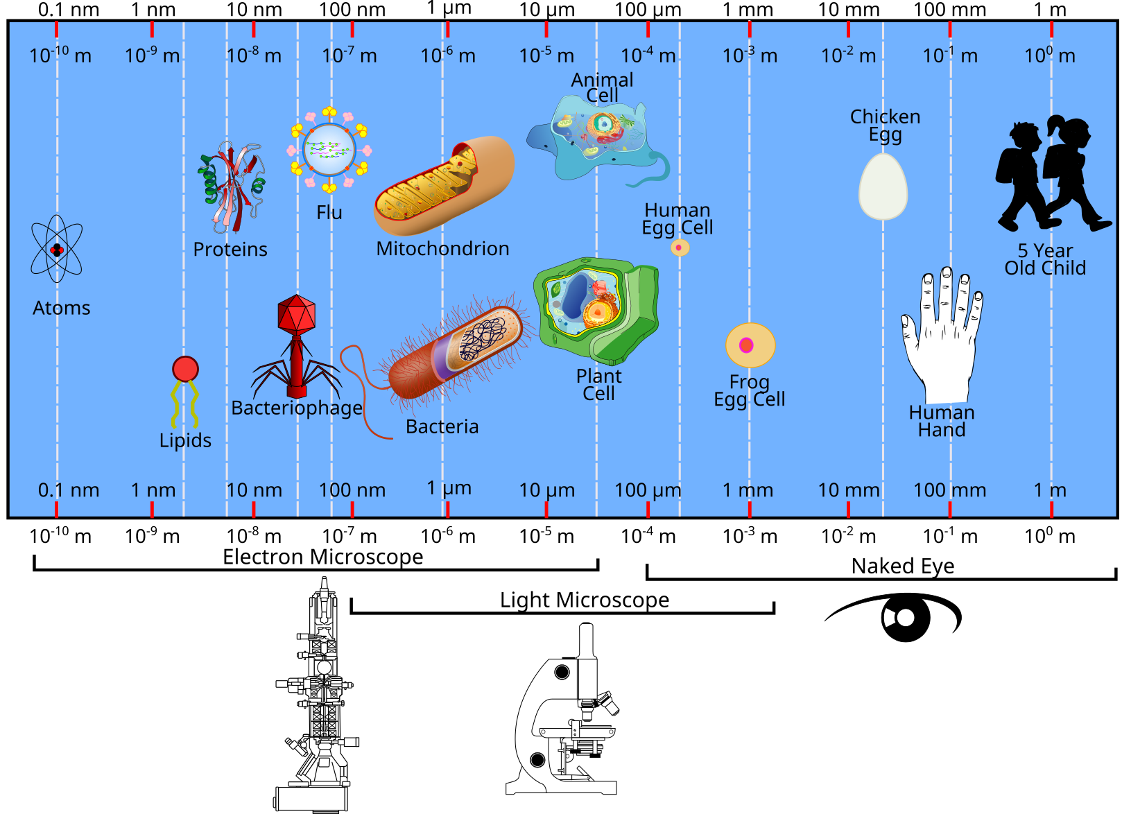 Graphic demonstrating what can be seen with the naked eye (child, hand, chicken egg frog egg); and what can be seen with a light microscope (plant and animal cell, bacteria, mitochondrion); and what can be seen with an electron microscope (flu, protein, bacteriophage, lipids, and atoms)