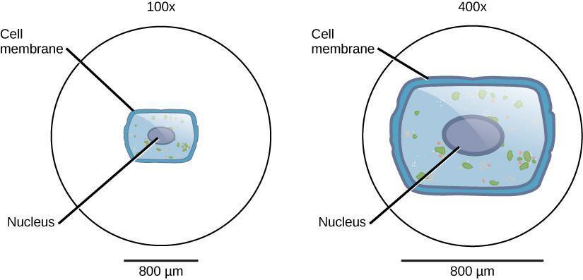 Two microscopic images, one at 100 times magnification and one at 400 times magnification, showing a cell membrane and nucleus at different levels of detail, with the 4000 times magnified being more detailed than the 100 times.