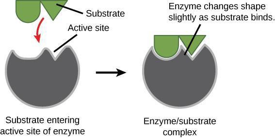 In illustration depicting substrate entering the active site of an enzyme and the enzyme changing shape slightly as the substrate binds.