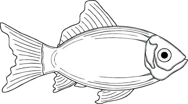 Illustrated fish in profile, with the tail fin on the left and the mouth on the right