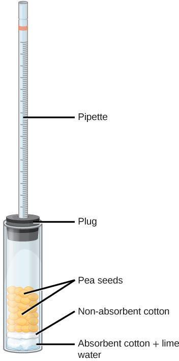 An assembled respirometer with a pipette connected to a chamber and sealed with a plug. Inside the chamber is a layer of absorbent cotton saturated with lime water, a layer of non-absorbent cotton, and topped with a number of dried yellow pea seeds.