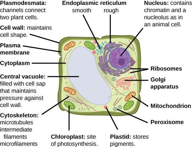 This illustration depicts a typical eukaryotic plant cell. The nucleus of a plant cell contains chromatin and a nucleolus, the same as an animal cell. Other structures that the plant cell has in common with the animal cell include rough and smooth endoplasmic reticulum, the Golgi apparatus, mitochondria, peroxisomes, and ribosomes. The fluid inside the plant cell is called the cytoplasm, just as it is in an animal cell. The plant cell has three of the four cytoskeletal components found in animal cells: microtubules, intermediate filaments, and microfilaments. Plant cells do not have centrosomes. Plant cells have four structures not found in animals cells: chloroplasts, plastids, a central vacuole, and a cell wall. Chloroplasts are responsible for photosynthesis; they have an outer membrane, an inner membrane, and stack of membranes inside the inner membrane. The central vacuole is a very large, fluid-filled structure that maintains pressure against the cell wall. Plastids store pigments. The cell wall is outside the cell membrane.