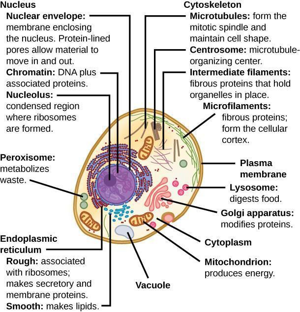 This illustration shows a typical eukaryotic animal cell, which is egg shaped. The fluid inside the cell is called the cytoplasm, and the cell is surrounded by a cell membrane. The nucleus takes up about one-half the width of the cell. Inside the nucleus is the chromatin, which is composed of DNA and associated proteins. A region of the chromatin is condensed into the nucleolus, a structure where ribosomes are synthesized. The nucleus is encased in a nuclear envelope, which is perforated by protein-lined pores that allow entry of material into the nucleus. The nucleus is surrounded by the rough and smooth endoplasmic reticulum, or ER. The smooth ER is the site of lipid synthesis. The rough ER has embedded ribosomes that give it a bumpy appearance. It synthesizes membrane and secretory proteins. In addition to the ER, many other organelles float inside the cytoplasm. These include the Golgi apparatus, which modifies proteins and lipids synthesized in the ER. The Golgi apparatus is made of layers of flat membranes. Mitochondria, which produce food for the cell, have an outer membrane and a highly folded inner membrane. Other, smaller organelles include peroxisomes that metabolize waste, lysosomes that digest food, and vacuoles. Ribosomes, responsible for protein synthesis, also float freely in the cytoplasm and are depicted as small dots. The last cellular component shown is the cytoskeleton, which has four different types of components: microfilaments, intermediate filaments, microtubules, and centrosomes. Microfilaments are fibrous proteins that line the cell membrane and make up the cellular cortex. Intermediate filaments are fibrous proteins that hold organelles in place. Microtubules form the mitotic spindle and maintain cell shape. Centrosomes are made of two tubular structures at right angles to one another. They form the microtubule-organizing center.
