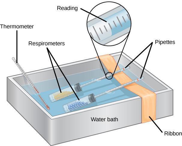 Illustration of a water bath with two respirometers with their pipettes resting on a ribbon outside of the water. The water temperature is being measured with a thermometer.