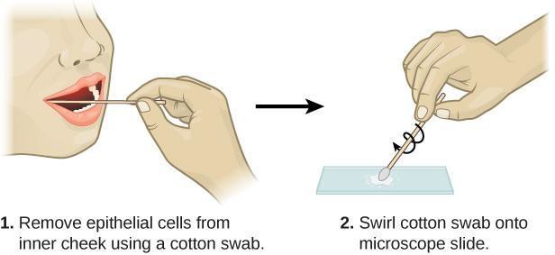Prepare a cheek swab with step 1: remove epithelial cells from the inner cheek by rubbing a cotton swab against and, step 2: swirl the cotton swab onto a microscope slide.