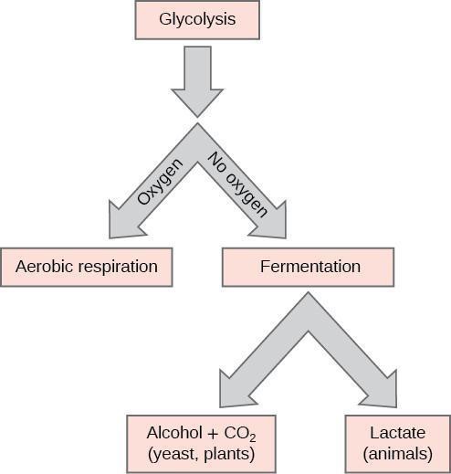 A diagram showing various outcomes of glycolysis. If oxygen is present, aerobic respiration occurs. If no oxygen is present, fermentation occurs. Fermentation results in alcohol and carbon dioxide in yeast and plants, and in lactate in animals.