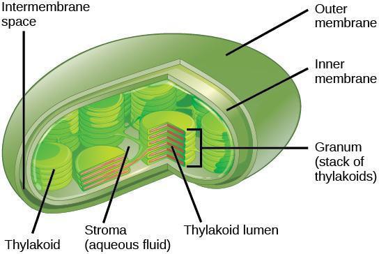 A section through a chloroplast shows the arrangement of the thylakoid membranes in stacks and single membranes.