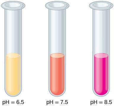 The pH indicator phenol red appears yellow at an acidic pH, pinkish orange at a neutral pH, and bright red or pink at a basic pH.