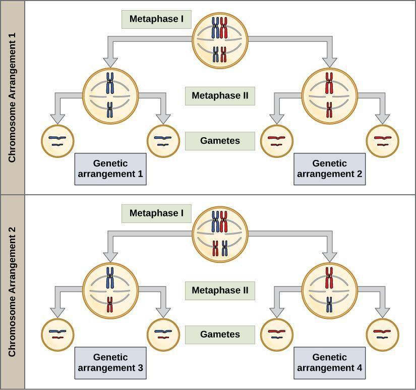 An overview of meiosis in two arrangements