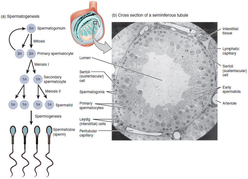 Spermatogensi