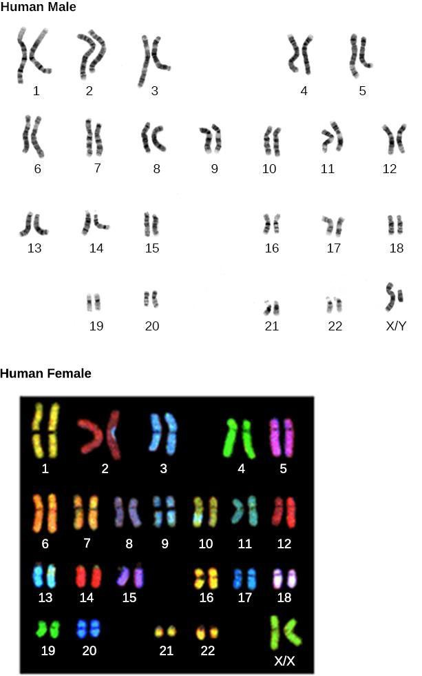 Sorted human male and female chromosomes