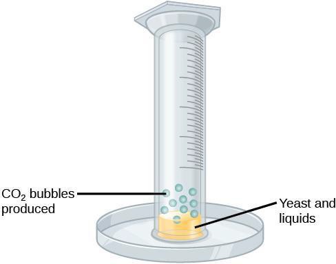 Illustration of a graduated cylinder with yeast and liquid at the bottom that is fermenting to produce bubbles of carbon dioxide