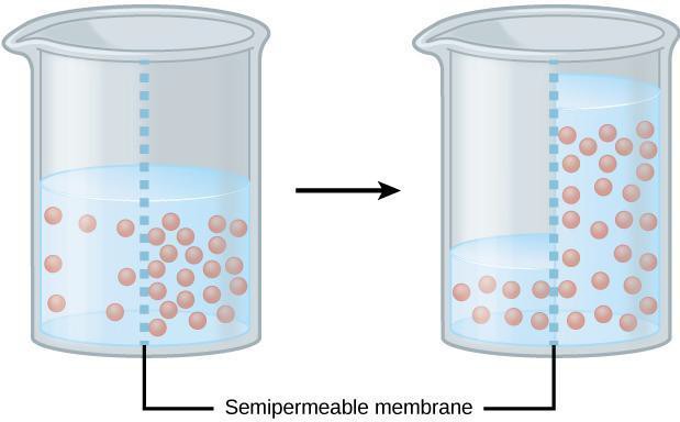 Illustration of the movement of molecules in two beakers of liquid where there is a semipermeable membrane separating each beaker into two equal halves. While solute does not move between the two halves, the water does move from high water to low water and from low solute to high solute.