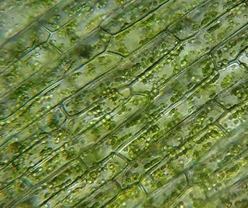 A micrograph of chloroplasts within plant cells