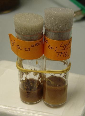 Two vials. The food medium is at the bottom of the vials, with fly larvae (maggots) on its surface.