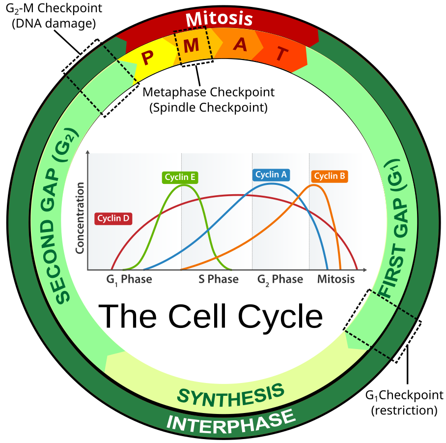 Eukaryotic cell cycle is governed by expression of cyclin proteins along with their activity