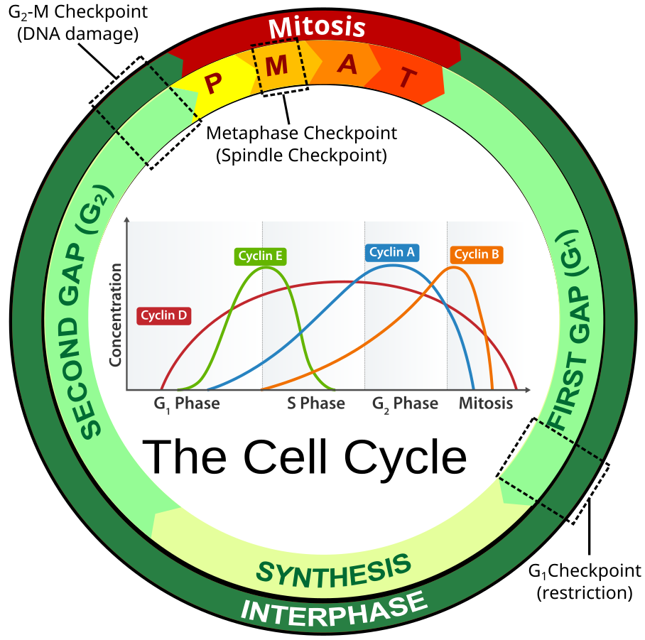 Stages of Mitosis in the Blastula of a Whitefish Lab Manual for