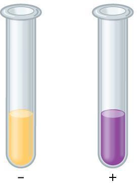 Two test tubes showing the result of Biuret reagent to assess the concentration of peptide bonds, with a yellow test tube showing a negative result and a purple test tube showing a positive result.
