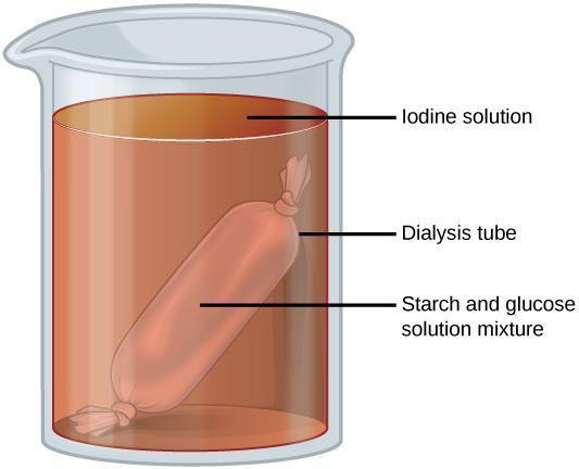 Illustration of a beaker of iodine solution containing a dialysis tube filled with a mixture of starch and glucose solution