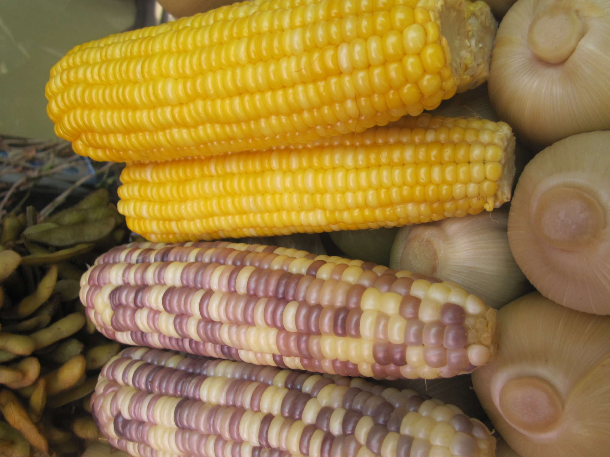 4 ears of corn on onions. 2 ears of corn are light yellow and purple. 2 ears of corn are all yellow.