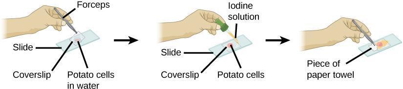 Process for making a wet mount cell of potato tissue