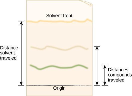 Chromatogram shows the distance traveled by the solvent front and the compounds separated by chromatography.