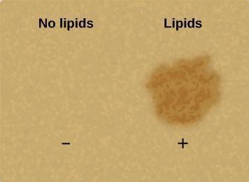 The result of paper spot test for lipids on the brown paper bag, showing no visible difference in the area where the no lipids spot test was performed, and showing a darker spot in the area where the lipids spot test was performed.
