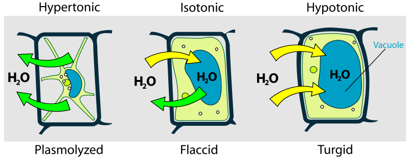 A plant cell’s cell wall is retained in a hypertonic, isotonic, or hypotonic solution, although the cell wall will be plasmolyzed in a hypertonic environment, flaccid in an isotonic environment, and turgid in a hypotonic environment.
