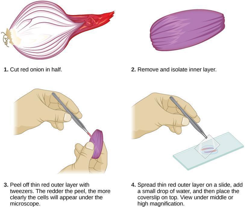 Process for preparing red onion wet mounts