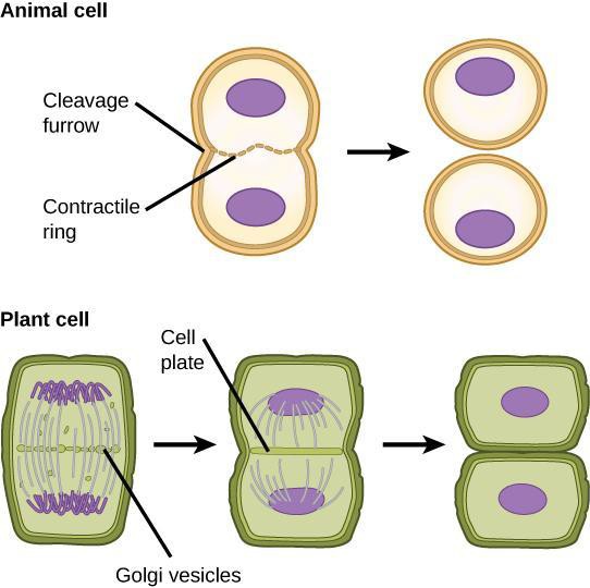 Cytokinesis differences between plant and animal cells