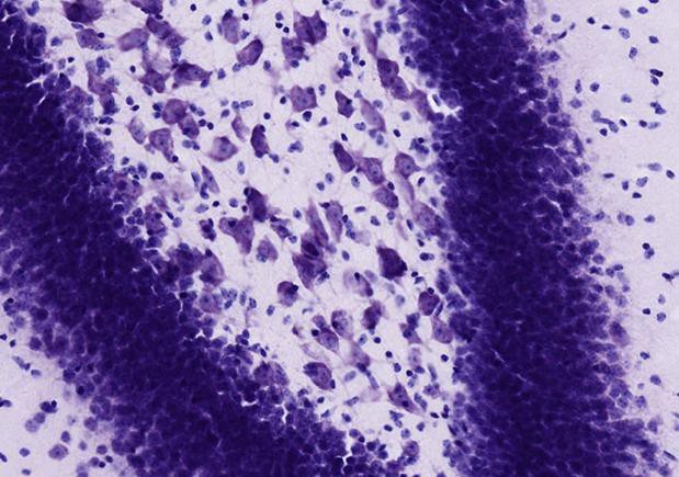 In this cross section from a rodent brain cells containing Nissl bodies are stained purple