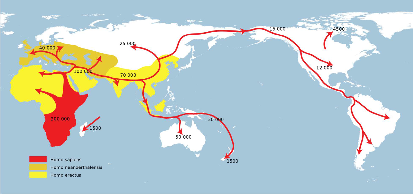 This map shows the spread of Homo sapiens out of Africa and across the globe, with very approximate dates