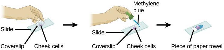 Staining a cheek epithelium slide with a drop of methylene blue dye on a slide.