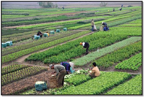 write an essay on method of food cultivation