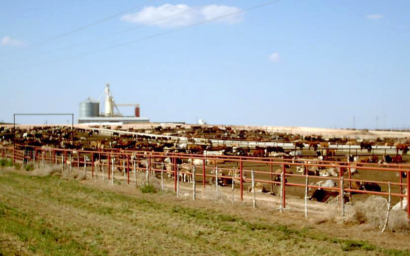 Image of Feedlot in the Texas Panhandle.