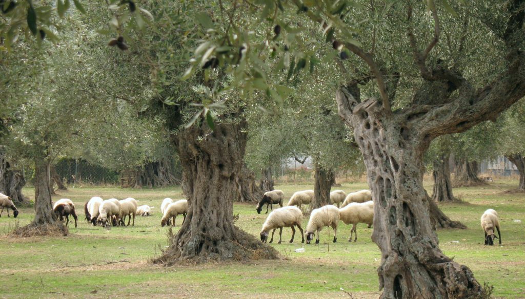 Crop-livestock integration with sheep grazing around tree