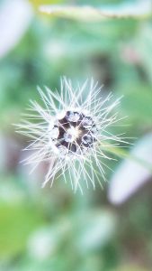 The image is a seed head of a false dandelion flower enlarged to the macro level.