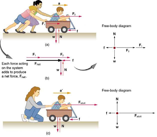 (a) A boy in a wagon is pushed by two girls toward the right. The force on the boy is represented by vector F one toward the right, and the force on the wagon is represented by vector F two in the same direction. Acceleration a is shown by a vector a toward the right and a friction force f is acting in the opposite direction, represented by a vector pointing toward the left. The weight W of the wagon is shown by a vector acting downward, and the normal force acting upward on the wagon is represented by a vector N. A free-body diagram is also shown, with F one and F two represented by arrows in the same direction toward the right and f represented by an arrow toward the left, so the resultant force F net is represented by an arrow toward the right. W is represented by an arrow downward and N is represented by an arrow upward; both the arrows have same length. (b) A boy in a wagon is pushed by a woman with a force F adult, represented by an arrow pointing toward the right. A vector a-prime, represented by an arrow, depicts acceleration toward the right. Friction force, represented by a vector f, acts toward the left. The weight of the wagon W is shown by a vector pointing downward, and the Normal force, represented by a vector N having same length as W, acts upward. A free-body diagram for this situation shows force F represented by an arrow pointing to the right having a large length; a friction force vector represented by an arrow f pointing left has a small length. The weight W is represented by an arrow pointing downward, and the normal force N, is represented by an arrow pointing upward, having the same length as W.