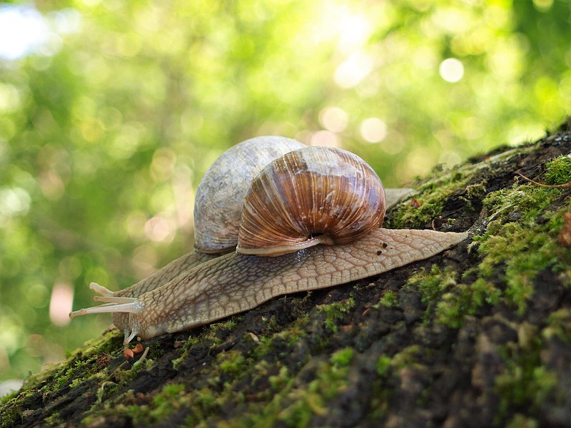 Two snails side by side on a mossy surface.