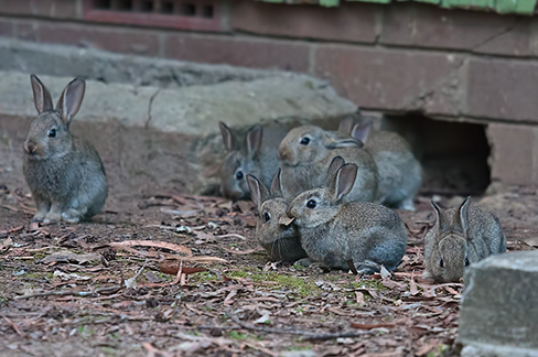 Seven rabbits in front of a brick building in an image.
