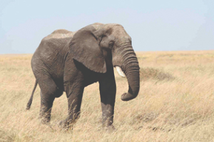 A photograph of an adult elephant.