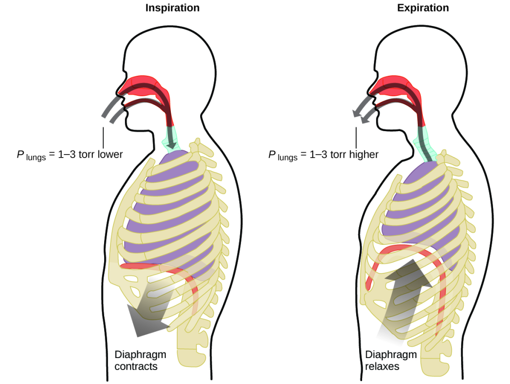 Figure shows that breathing occurs because expanding and contracting lung volume creates small pressure differences between your lungs and your surroundings, causing air to be drawn into and forced out of your lungs.