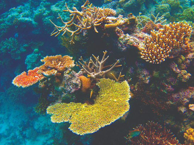 Figure shows that Scuba divers, whether at the Great Barrier Reef or in the Caribbean, must be aware of buoyancy, pressure equalization, and the amount of time they spend underwater, to avoid the risks associated with pressurized gases in the body. (credit: Kyle Taylor)
